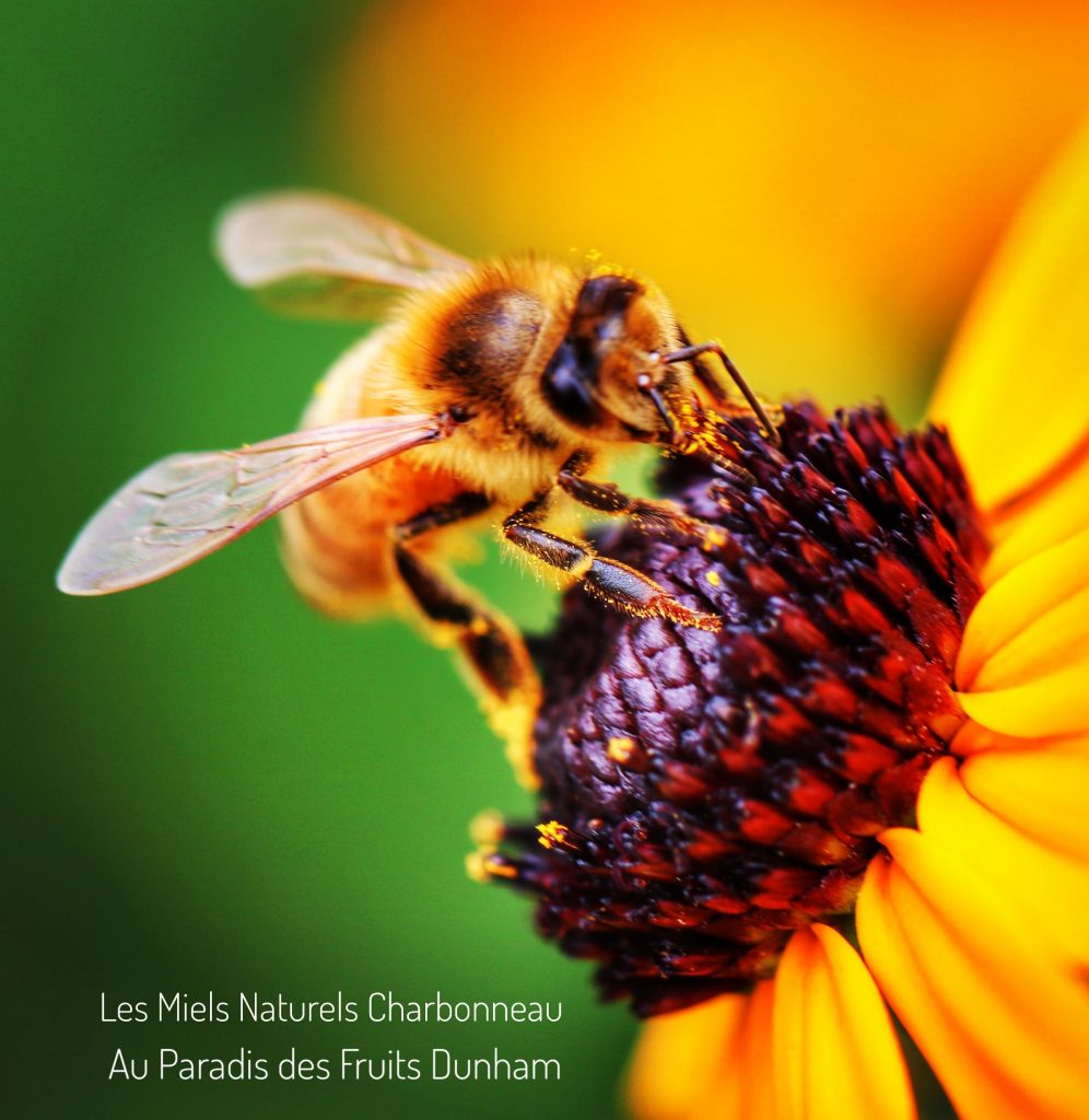 Les Miels Naturels Charbonneau, Au Paradis des Fruits Dunham, miel, honey